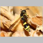 Symmorphus gracilis - Lehmwespe 08a 9mm mit Larve fdet11.jpg